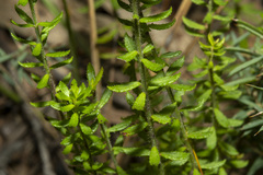 Tetratheca pilosa