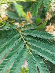 Acacia parvipinnula