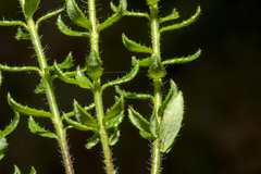 Tetratheca pilosa