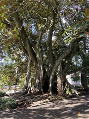 Ficus macrophylla