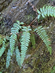 Polystichum parvipinnulum