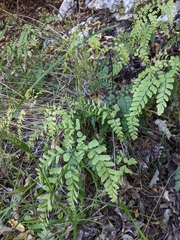 Adiantum cunninghamii