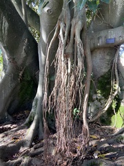 Ficus macrophylla