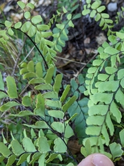 Adiantum cunninghamii