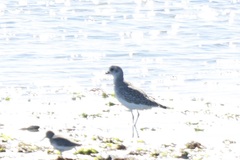 Pluvialis squatarola