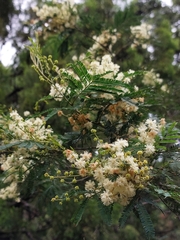 Acacia parvipinnula