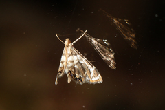 Acentropinae