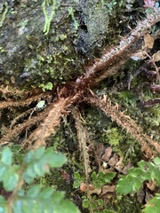 Polystichum parvipinnulum