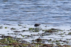 Calidris alpina