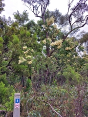 Acacia parvipinnula