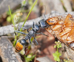 Myrmecia mandibularis