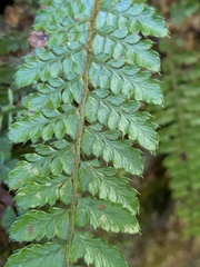 Polystichum parvipinnulum