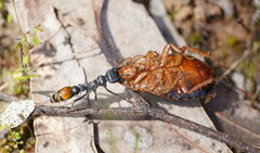 Myrmecia mandibularis