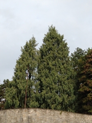 Cupressus cashmeriana