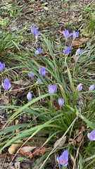 Crocus speciosus