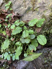 Trigonotis formosana elevatovenosa