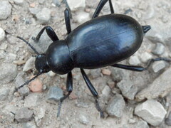 Blaps lusitanica