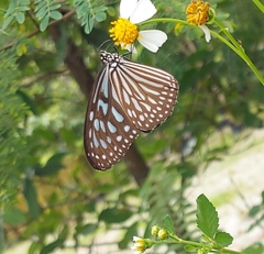 Ideopsis vulgaris