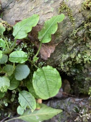 Trigonotis formosana elevatovenosa