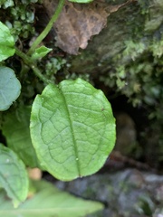 Trigonotis formosana elevatovenosa