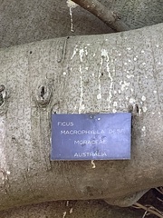 Ficus macrophylla