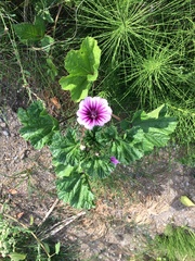 Malva