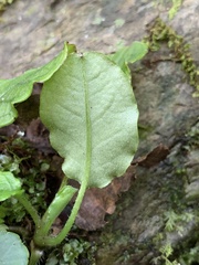 Trigonotis formosana elevatovenosa