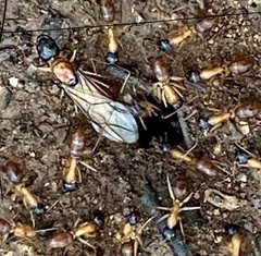 Camponotus nigriceps