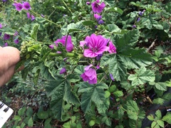 Malva