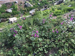 Malva