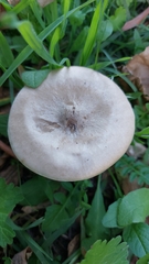 Melanoleuca strictipes