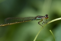Ischnura capreolus