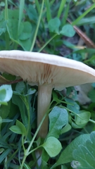 Melanoleuca strictipes