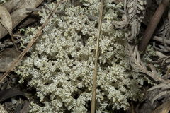 Pulchrocladia retipora