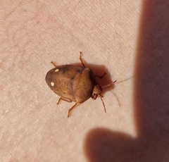 Solenosthedium bilunatum