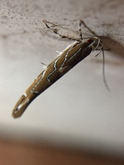 Pyroderces apparitella