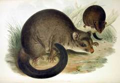 Short-Eared Brush-Tailed Possum photo 2
