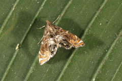 Acentropinae