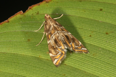 Acentropinae
