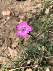 Dianthus seguieri