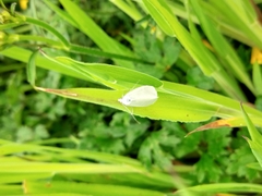 Tipanaea patulella