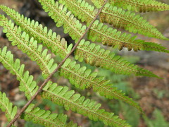 Dryopteris crassirhizoma