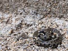 Natrix astreptophora