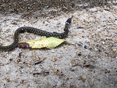 Natrix astreptophora