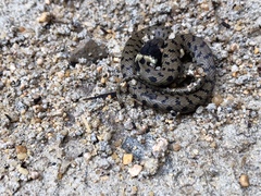 Natrix astreptophora