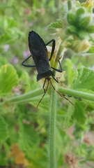 Elasmopoda