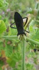 Elasmopoda