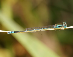 Austroagrion exclamationis