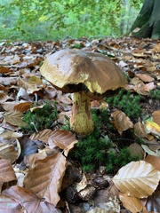 Neoboletus erythropus