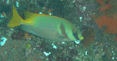Siganus doliatus